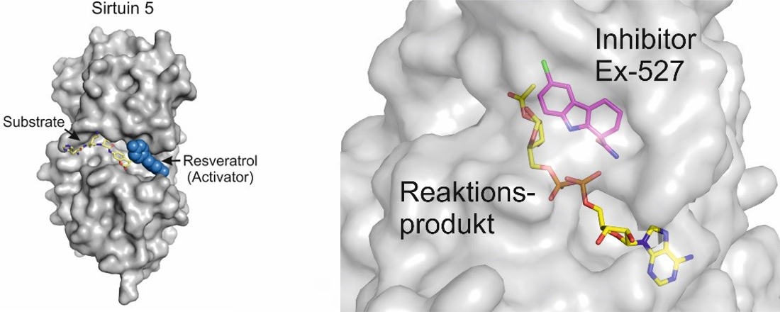 Crystal-structures-Sirt5