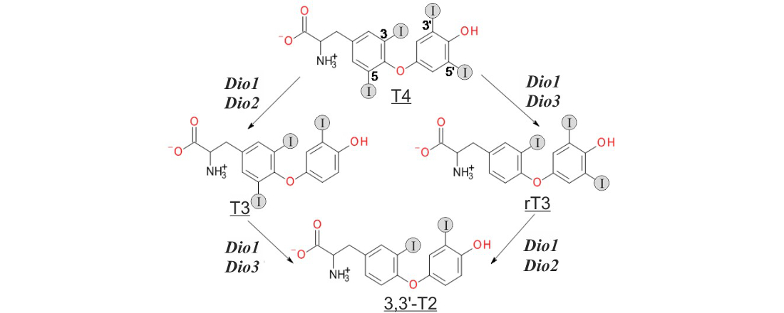 Scheme of thyronine conversions